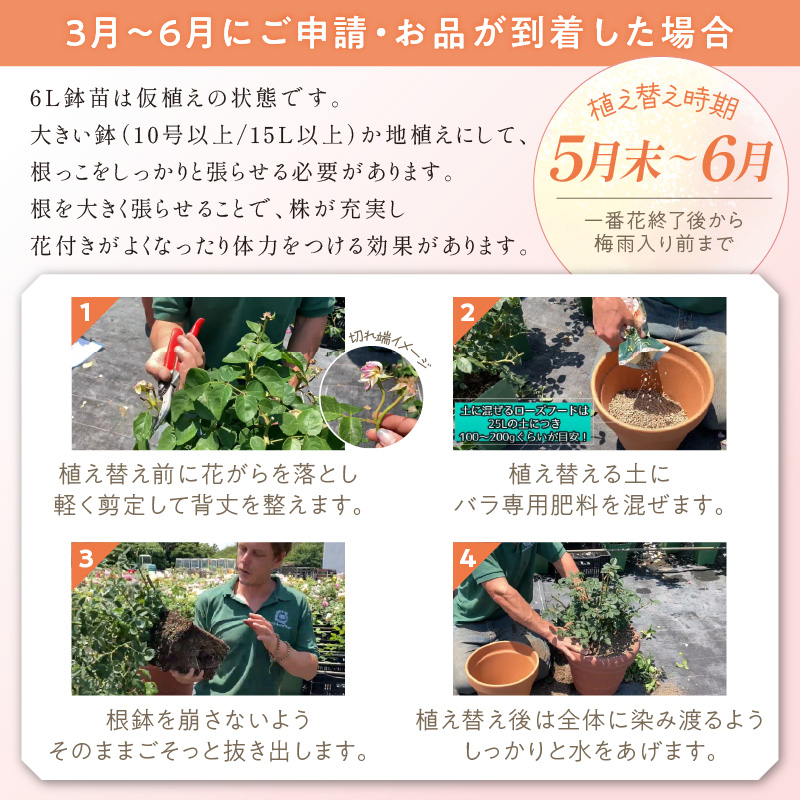 【イングリッシュローズ】デビッド・オースチン ザ・メイフラワー 6L鉢苗（バラ専用肥料付）【025D-055】