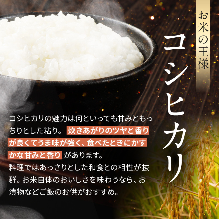 信州米 こしひかり 白米