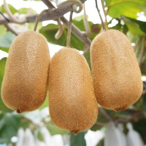 香緑（キウイフルーツ）1.2kg 8～10個 化粧箱入り【予約受付中！令和8年11月中旬頃より発送！】【A-111】