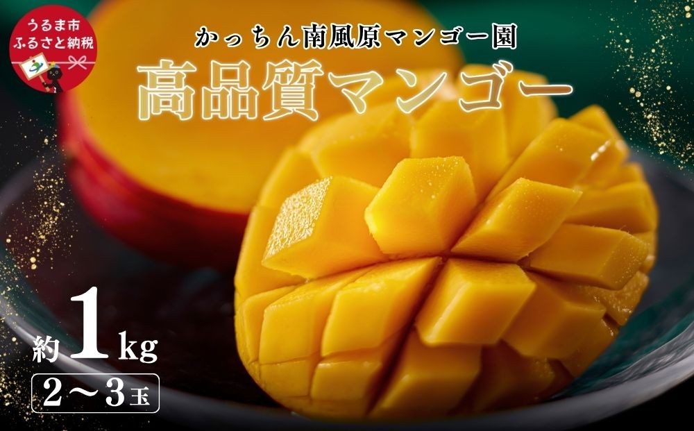 
                  高品質マンゴー　秀品　約1kg（2～3玉）【かっちん南風原マンゴー園】【 先行予約 2026年発送 】
                