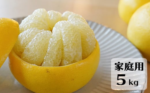 【先行予約・2026年1月】土佐文旦 家庭用 5kg　数量限定 高知県産 文旦 路地 農家直送 訳あり 早出し