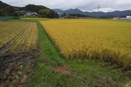 みどりむし農園の丹後産コシヒカリ（玄米10kg）