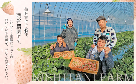 熊本玉名 白いちご「淡雪」(大玉限定400g)《化粧箱付》