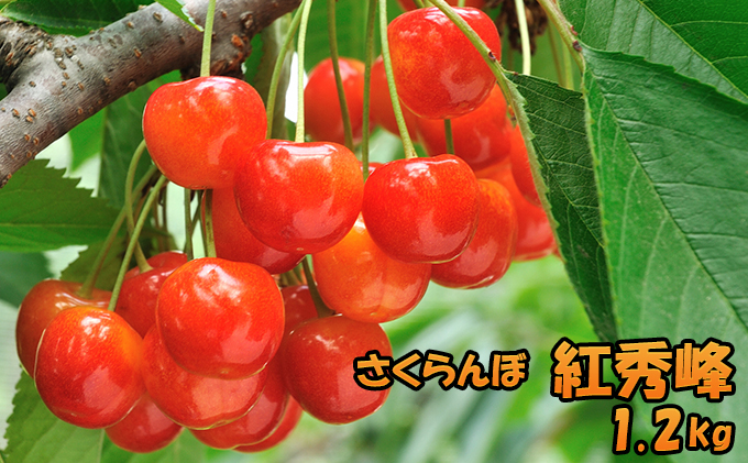 [先行受付] 北海道 仁木町産さくらんぼ 紅秀峰 1.2kg （300g×4パック） 果物類 果物 くだもの サクランボ フルーツ チェリー [JA新おたる]
