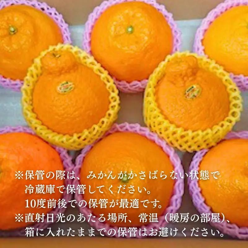 デコポン 佐賀みかん デコポン不知火 B195-006