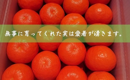 セミノール 特選 Lサイズ 柑橘 セミノール【33玉 約5kg】【先行予約】
