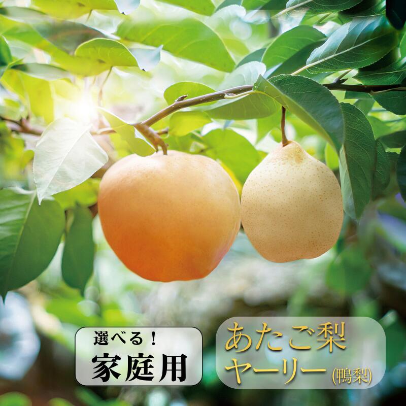 【ふるさと納税】 家庭用 自宅用 あたご梨 ヤーリー 鴨梨 セットを選べる 果物 フルーツ デザート 和梨 中国梨 おすすめ 人気 お取り寄せ お取り寄せグルメ 取り寄せ 産地直送 旬 岡山県 なし 梨