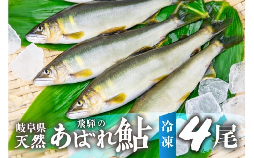 2024年産 飛騨 天然鮎 中サイズ 4尾 天然 アユ 鮎 岐阜県　室田名人　宮川下流 飛騨のあばれ鮎 急速冷凍