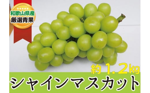 シャインマスカット 約1.2kg ★産地直送★ 8月下旬以降発送【2024年9月上旬～2024年9月中旬発送】