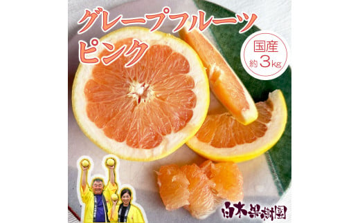 【果樹園直送】先行予約　国産グレープフルーツ　ピンク　約3kg　果物　柑橘　フルーツ　みかん　高知県土佐市　お取り寄せ 産地直送　白木果樹園