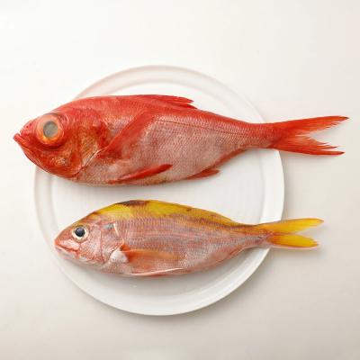 ふるさと納税 土佐清水市 【3回定期便】おまかせ!季節の鮮魚 お楽しみセット(ブロンズコース)魚介 海鮮【J00023】 |  | 02
