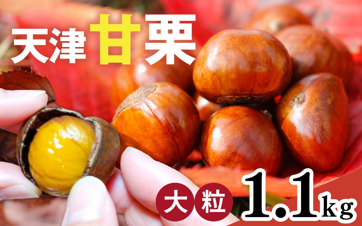 
                  【先行予約】天津甘栗 1.1kg ※2026年10月下旬以降順次発送 / 甘栗 栗 くり あまぐり クリ 兵庫 兵庫県 特選大粒栗 大粒 おやつ お菓子 スイーツ 栗好き 焼き栗 焼き マロン こだわり製法 新栗
                