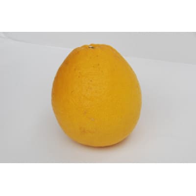 河内晩柑 約8kg【家庭用】【D76−4】【1489237】