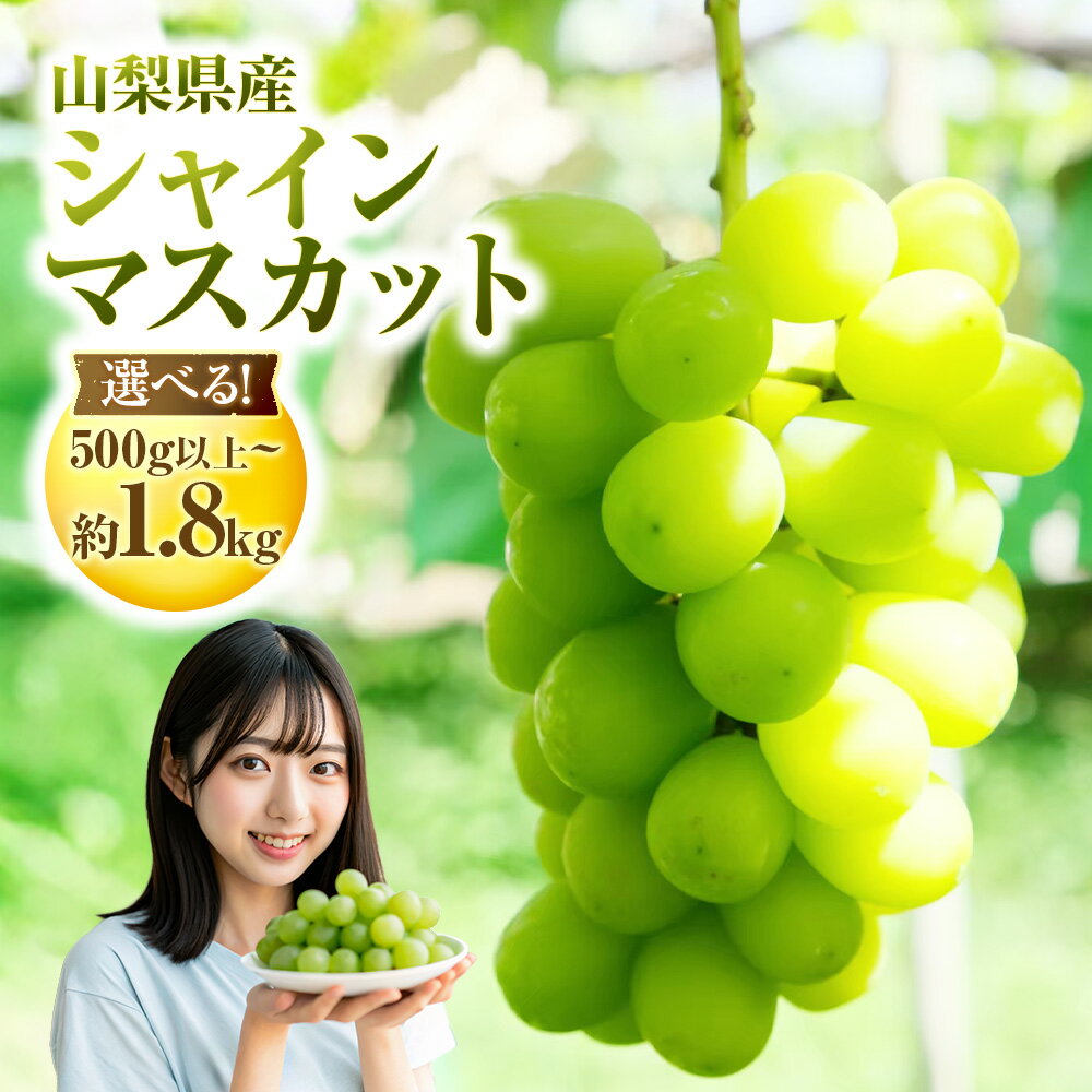 【ふるさと納税】【2025年発送】 ぶどう 山梨県産 シャインマスカット 選べる内容量 500g以上～約1.8kg(1房/2～3房) [えべし 山梨県 中央市 21470730y] フルーツ 果物 くだもの ブドウ シャイン マスカット 葡萄 種なし