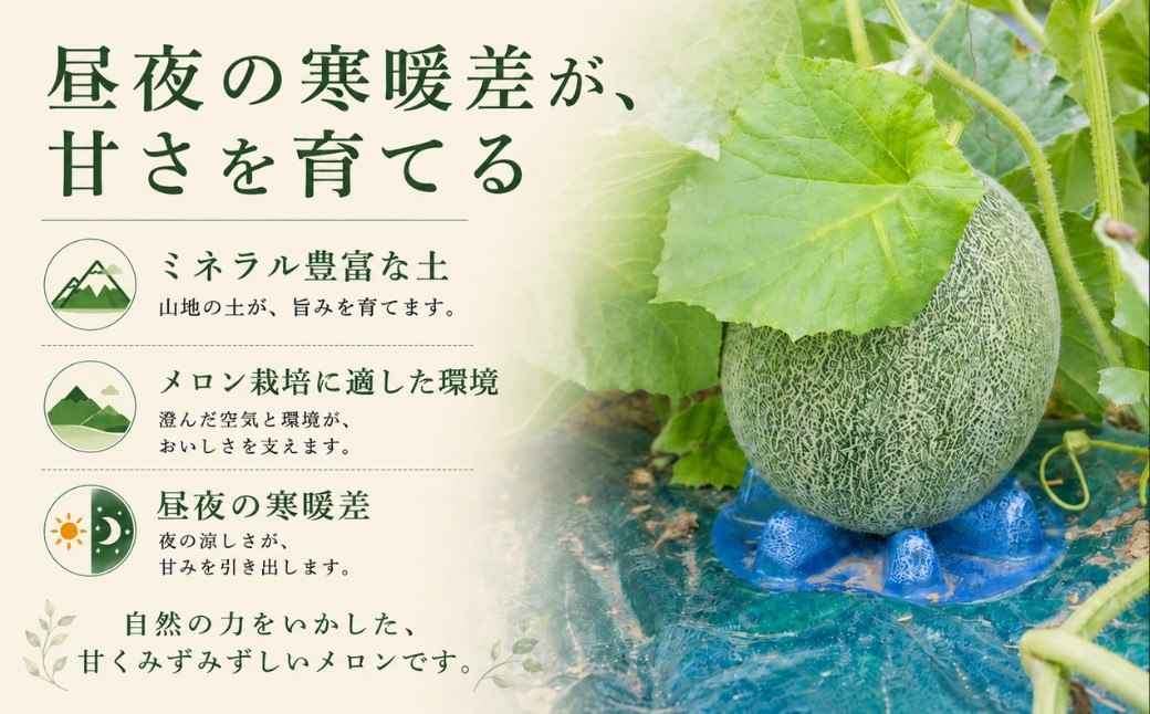 すっきり高い甘みと厚い果肉！完熟すれば皮の際まで柔らかくて美味しい