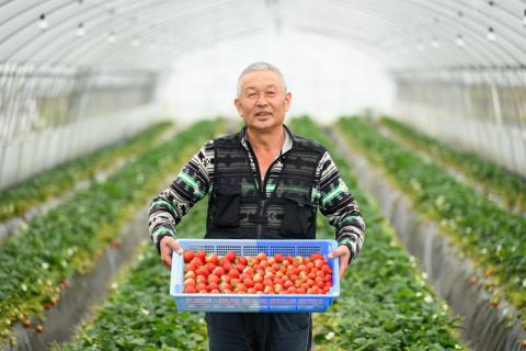 【先行予約】いちご とちあいか・スカイベリーセット 290g×4パック（1.16kg以上）※2025年1月上旬～4月中旬頃に順次発送予定