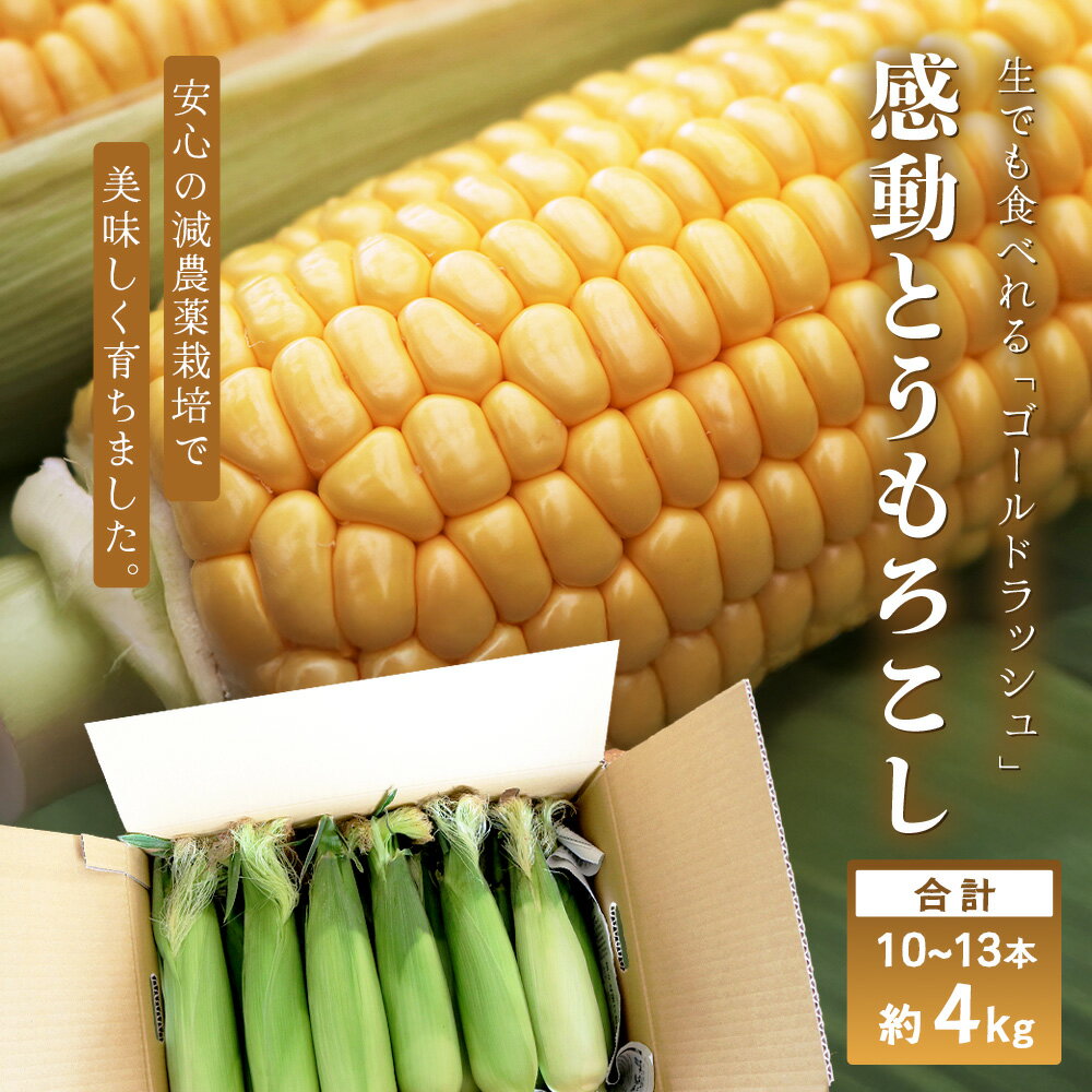 【ふるさと納税】感動とうもろこし ( 約4kg / 10～13本 ) 数量限定 鹿児島産 ゴールドラッシュ ★2026年5月中旬以降発送★FR-521