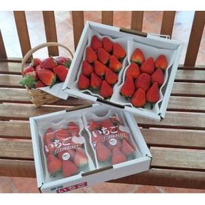 【年内発送】完熟・採れたてイチゴ「紅ほっぺ」大粒1.2kg(300g×4P)【配送不可地域：離島・北海道・沖縄県・東北・中国・四国・九州】【1694690】