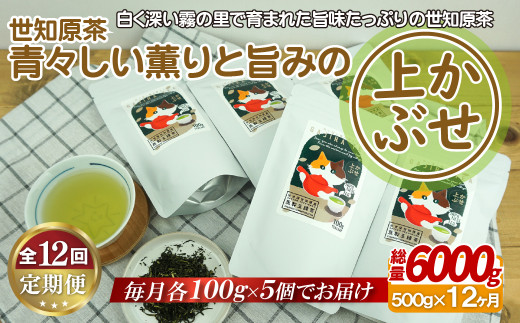 C245p 世知原茶 青々しい薫りと旨みの上かぶせ【12回定期便】