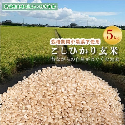 【毎月定期便】【栽培期間中農薬不使用】こしひかり玄米5kg茨城県共通返礼品・行方市産全12回