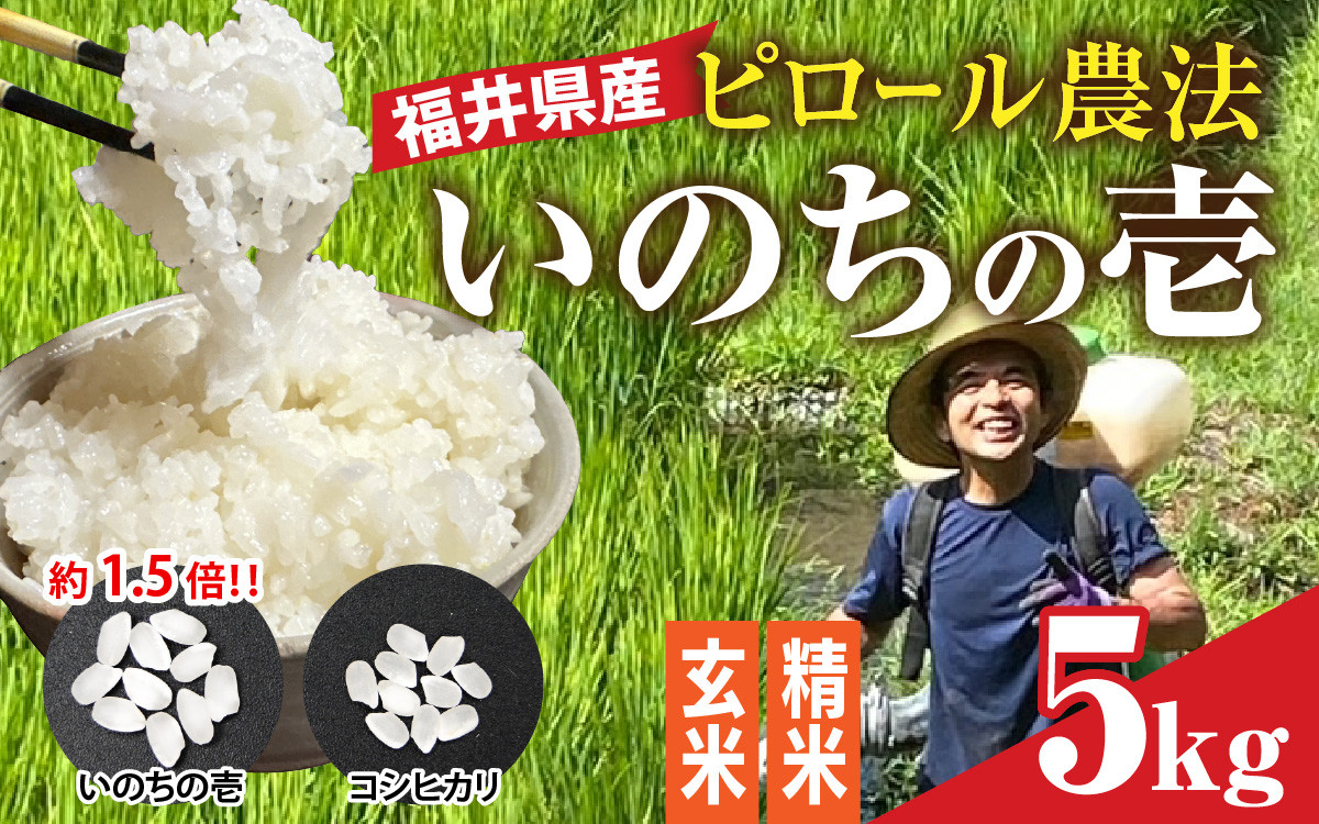 
            【先行予約】【内田農園・ピロール米】令和7年産 福井県産いのちの壱 5kg 減農薬栽培 【10月下旬順次発送】 [B-168002] / 5kg 玄米 精米 
          