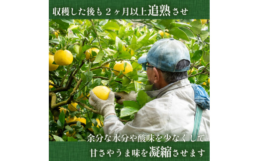 【2025年2月より発送】 高知県産 土佐文旦 家庭用 訳あり 10kg 大小混合品 土佐 文旦 ぶんたん ブンタン 時期 人気 旬 柑橘 フルーツ 果物 国産 ブランド ビタミン 生産者 産地 高知