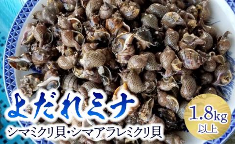 宮崎県産活貝　日向灘獲れ！よだれミナ(シマミクリ貝・シマアラレミクリ貝) 【 貝 魚介 活貝 新鮮 おつまみ 魚介類 川南町 】