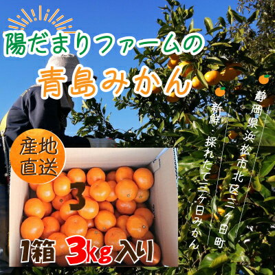 【ふるさと納税】みかん 3kg 1箱 陽だまりファーム 三ヶ日みかん 青島みかん 三ケ日みかん 蜜柑 ミカン フルーツ 果物 季節のフルーツ 季節の果物 旬のフルーツ 旬の果物 柑橘 柑橘類 産地直送 静岡 静岡県 浜松市　お届け：2026年1月上旬～2月上旬