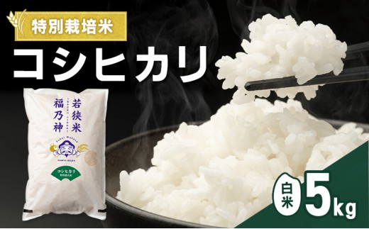 
                  令和8年産 特別栽培米 コシヒカリ 5kg（白米） 米 お米 こしひかり 若狭町[№5580-1496]
                