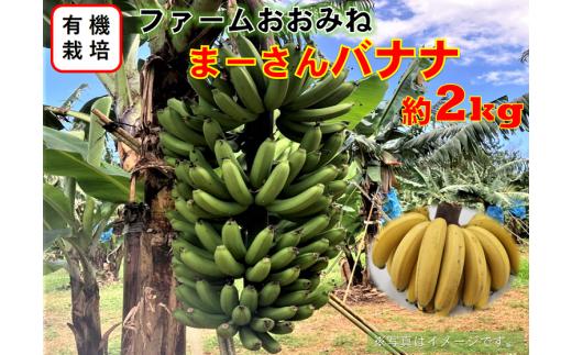 「希少価値の高い有機栽培」やんばる東村産まーさんバナナ（約2kg）2024年6月頃発送開始予定