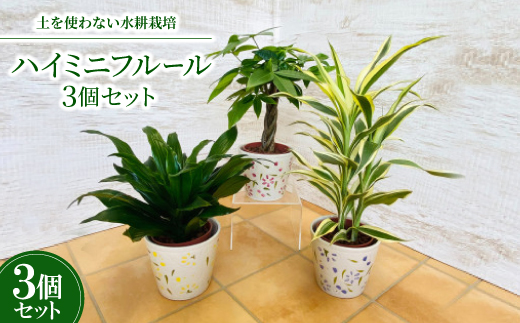 
ハイミニフルール　3個セット＜オススメ観葉植物でお届け＞【1358450】

