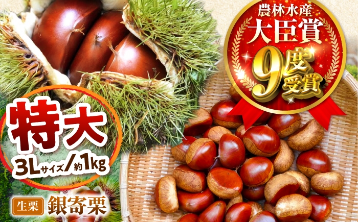 
                  【先行予約】銀寄栗 特大3L 1kg 約30粒 農林水産大臣賞9度受賞 / 栗 くり 和栗 生栗 銀寄 銀寄栗 大粒 特大 3L 栗ご飯 内子町 / 萬奥農園 [BKCC001]
                