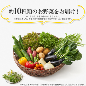 下野市産 エビベジ季節の野菜詰め合わせ（小）  | 野菜 詰め合わせ セット 新鮮 栃木県 特産品 下野市 しもつけ市