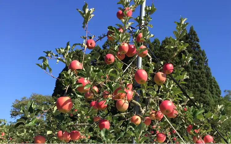 【先行予約】数量限定・期間限定 R8年産 秋田限定りんご「秋田紅あかり」(5kg)105P3401【陽気な母さんの店 】