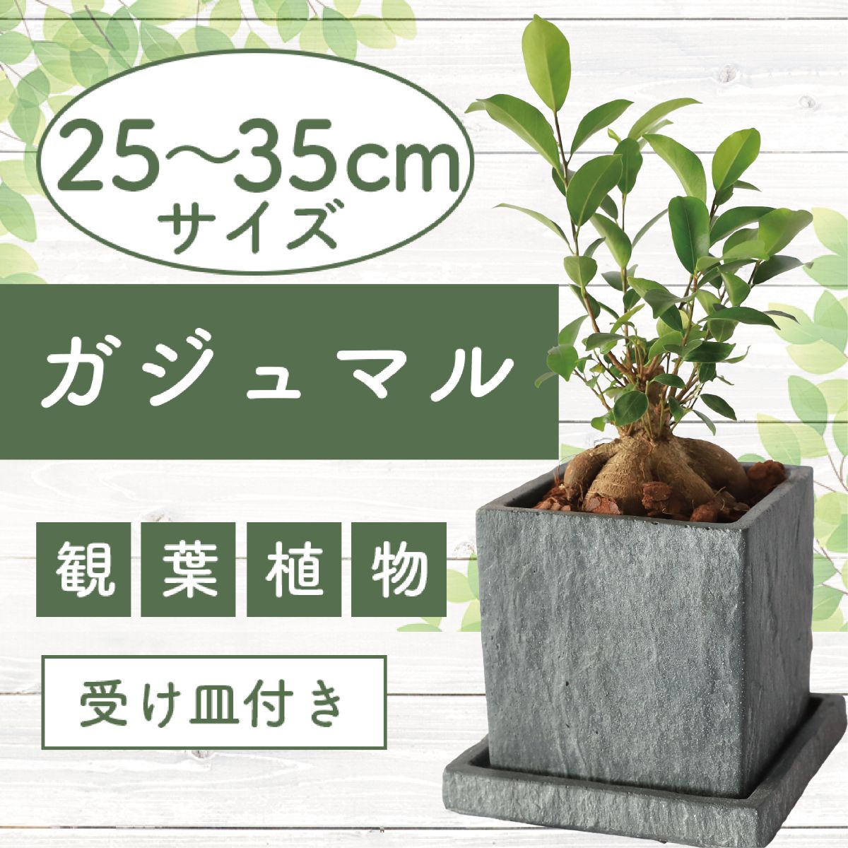 ガジュマル(鉢底より高さ25～45cm・ダークグレイセメント鉢)南国鹿児島県で育った 観葉植物！ ※北海道・沖縄・離島配送不可※植物 鉢付 インテリア 室内 オフィス おしゃれ プレゼント ギフト 開店祝い 移転祝い マイナスイオン