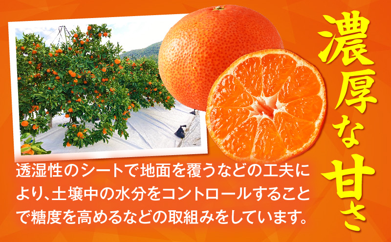 【先行受付】小原紅早生みかん約3.0kg【香川県共通返礼品】 | 小原紅早生 甘い みかん ミカン 柑橘 柑橘系 果物 フルーツ 青果 デザート グルメ おすすめ 贈答 贈り物 贈答用 ギフト プレゼ