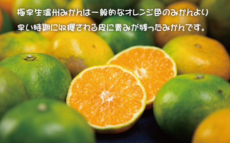 くだもの フルーツ 果物 大容量 家庭用 人気 みかん 蜜柑 わけあり 極早生みかん ごくわせ 数量限定  /  ご家庭用 極早生温州みかん 5kg 2S~L サイズおまかせ(マルチ栽培・露地混合)【