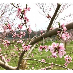 【信州中野まつじるし農園】品種おまかせ朝採れ桃 約3kg【配送不可地域：離島】【1621974】