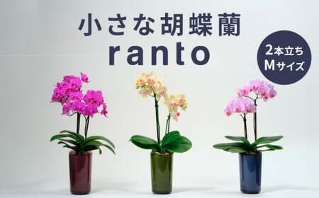 小さな 胡蝶蘭 2本立ち 鉢 付き 1鉢 ranto Mサイズ 【 胡蝶蘭 】