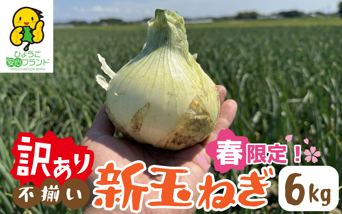 淡路島 新玉ねぎ 6kg 訳あり サイズ不揃い 簡易箱でお届け ／ 不揃い サイズ 混合 ミックス S M L 2L 玉ねぎ タマネギ オニオン スライス サラダ ハンバーグ 肉じゃが 焼肉 常備菜 BBQ スープ 味噌汁 産地直送 兵庫県 淡路市