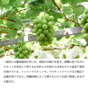シャインマスカット1房（800g前後）内田農園 岡山県 瀬戸内市 邑久町産 葡萄 ぶどう 2025年【配達不可：北海道・沖縄・離島】 果物類 ブドウ フルーツ 