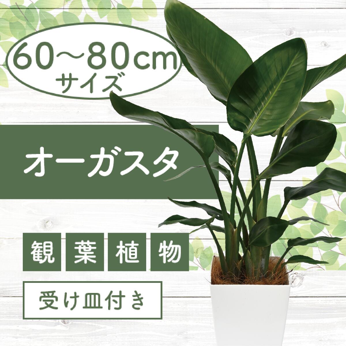【ふるさと納税】＜先行予約受付中！2025年6月中旬以降順次発送＞オーガスタ60cm〜80cm 南国鹿児島県で育った 観葉植物！植物 鉢付 インテリア 室内 オフィス おしゃれ プレゼント ギフト 開店祝い 移転祝い マイナスイオン ※北海道・沖縄・離島配送不可※【GreenBase】