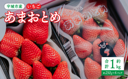 【2026年2月発送】 先行予約 いちご あまおとめ 約1kg（約250g×4パック） 【2026年2月上旬～2026年2月下旬頃発送予定】 合計1kg 果物 くだもの フルーツ 果実 苺 いちご イチゴ 宇城市産 NAGATA FARM