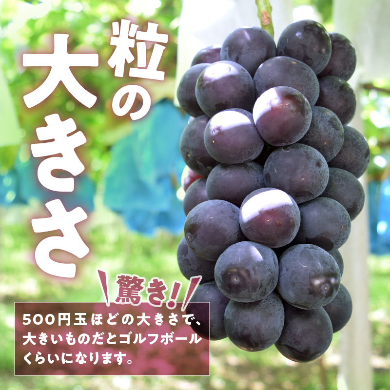 黒系ぶどうの王様 大玉！果汁たっぷり！旬の採れたて藤稔1.8kg以上【2024年発送】（HO）B12-147