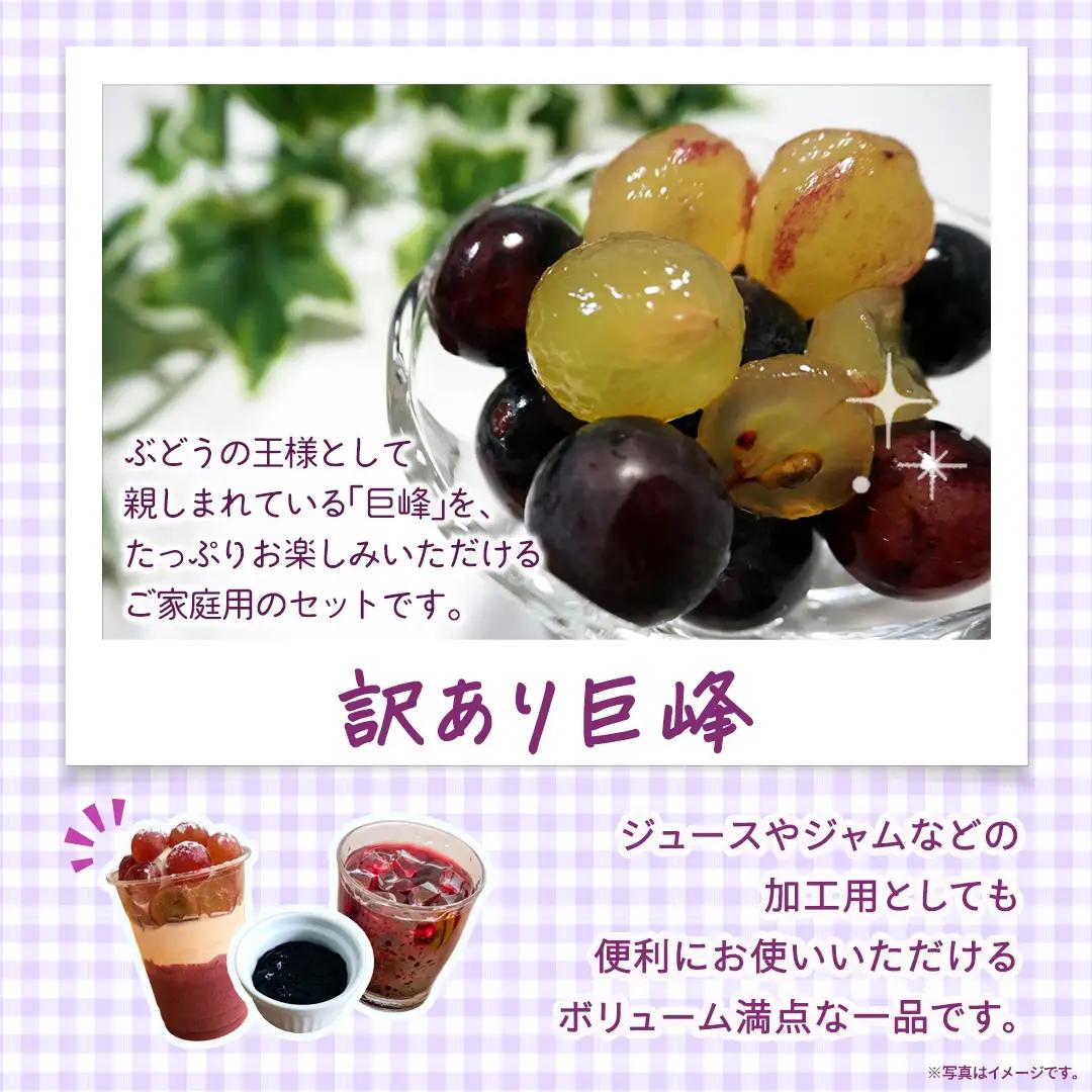 ＜ 訳あり ＞ 巨峰 4パック(約2kg)【2026年9月より発送開始】（茨城県共通返礼品 [ぶどう]：結城市産） │ ぶどう ご家庭用 お得 フルーツ 果物 加工用