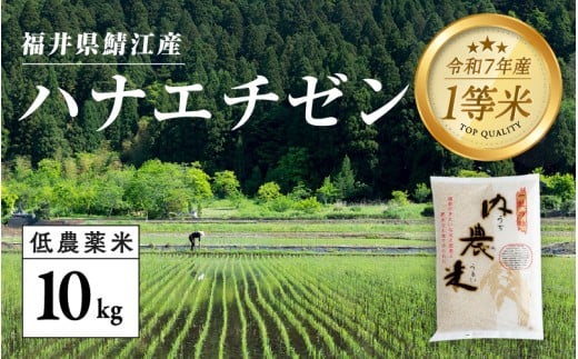 【令和7年産新米！】【2025年9月中旬以降 順次発送予定】福井県産 内農米ハナエチゼン 10kg ［C-00511］ / ハナエチゼン 減農薬米 有機栽培 白米 新米 白米 精米 ご飯 コメ ごはん ライス 産地直送 鯖江市