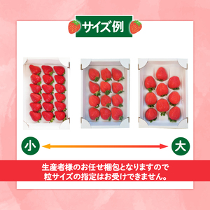 【2026年先行予約】 いちご 大粒 9～18粒 1箱 【 いちご 】