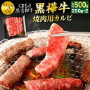 【ふるさと納税】くまもと黒毛和牛 黒樺牛 A4〜A5等級 焼肉用カルビ 250g×2パック 合計500g 焼き肉 BBQ 霜降り 赤身 牛肉 和牛 くろはなぎゅう 牛 お肉 黒毛和牛 国産 九州産 熊本県産 冷凍 送料無料