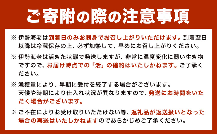 伊勢海老 漁港直送 活 伊勢海老 約1kg (3～5匹) 比井崎漁業協同組合《12月上旬-4月中旬頃出荷》和歌山県 日高町 海産物 海鮮 えび エビ いせえび イセエビ 正月 お祝い 刺身 送料無料(