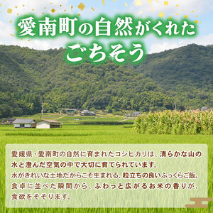 【令和7年産 先行予約】新米 令和7年産 コシヒカリ 5kg 米 お米 コメ 白米 精米  愛媛県 愛南町 